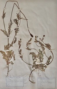 Botany - Plank Herbarium Xixth - Plants Dried - Papavéracées 2 - Picture 1 of 5