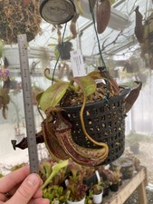 Nepenthes lowii x platichyla M/L, cl. AW