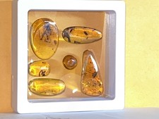 Rare Cretaceous Amber, Burmite Myanmar Burma Amber insect fossils Dinosaur Age