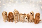 Needle Felted Pet Dog Cat Custom Wool Sculpture  Memorial Mother’s Day Gift