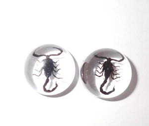 Insect Cabochon Black Scorpion Specimen Round 19 mm Clear 2 pieces Lot - Picture 1 of 18