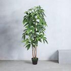 Large Artificial Green New Japanese Fortune Money Tree 5ft 150cm Tall in Pot