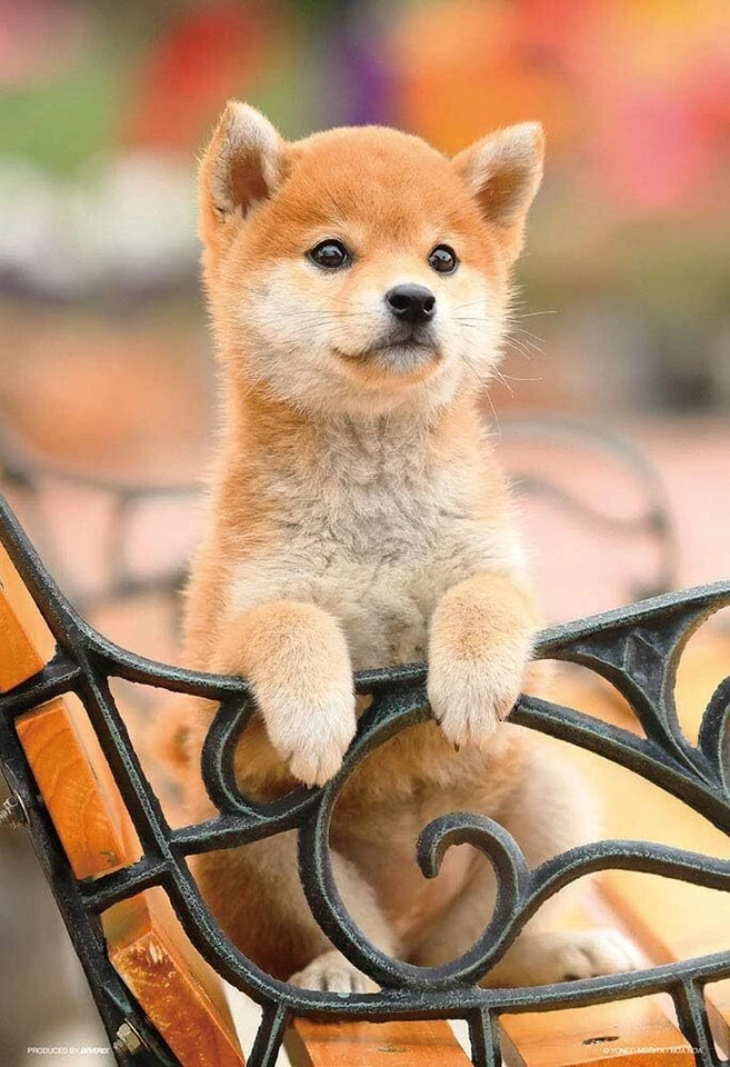 [Hecho en Japón] Banco rompecabezas sierra caladora Beverly 300 piezas está esperando (26 x 38c Foto 1 de 1