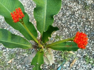 Euphorbia Viguieri -Rare Spiny Succulent with Sculptural Form - Picture 1 of 5
