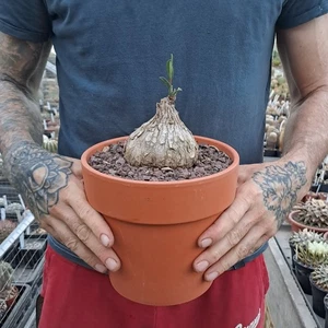 Euphorbia trichadenia (RSA, Transvaal) caudex caudiciform PFLANZE cod. ebay-Y001 - Bild 1 von 22