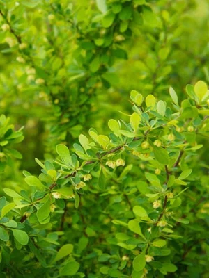 BOHLKEN BAUMSCHULEN Grüne Heckenberberitze | Berberis thunbergii