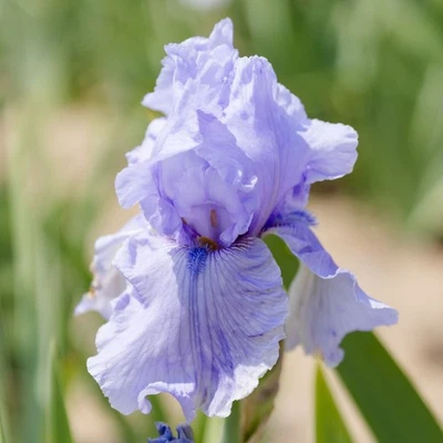 Easy to Grow Bearded Iris Rio Vista Plant Bulbs, Flowers in Spring and Fall - Image 1 of 4