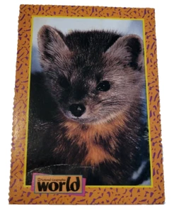 1993 National Geographic World Trading Card American Marten (H6 - Picture 1 of 2
