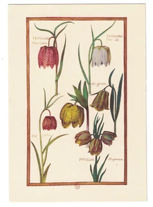 Fritillaria Lily Family Botanical Drawings by Daniel Rabel Paris 1624 POSTCARD - Picture 1 of 1