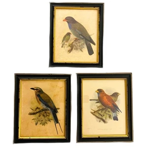3 Vintage J G Kuelermans Roller Bird Lithograph Prints 10 x 12 Black Frames - Picture 1 of 15