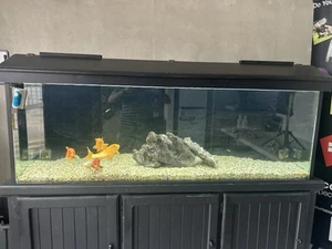 Fish Tank And Accessories - Picture 1 of 5
