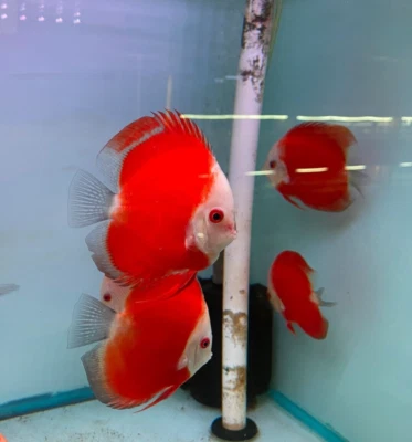 Pack of 3 - Red Melon Discus 4" - Image 1 of 4
