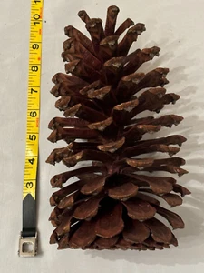 2 Pine Cone 10" & 11" - Picture 1 of 2