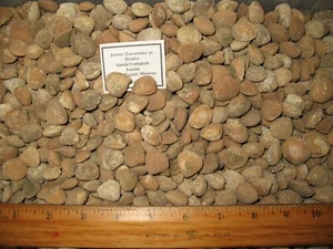 Eozän Astarte Muschel Fossil Großhandel Posten 25 gut für Sammlungen Studenten - Bild 1 von 5