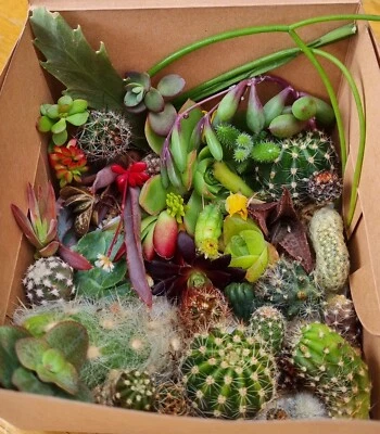 Cacti Cuttings Cactus  Succulent Collectors Echinopsis Euphorbia Pack Mix Sun N - image 1 of 4