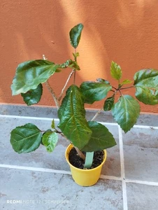 Hibiscus Hibiskus rosa sinensis, bewurzelte Pflanze , rosa Blüte, Kreuzung ? - Bild 1 von 4