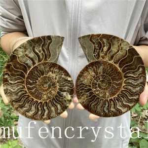 A pair of Natural ammonite fossil conch Crystal specimen healing 2PCS - Picture 1 of 11
