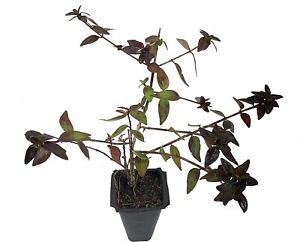 Abelia Grandiflora Edward Goucher - Live Plants - Flowering Deer Resistant...