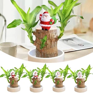 Christmas Decor Brazilian Wood Lucky Plant Brazil Potted Plant with Tray & Santa - Picture 1 of 33