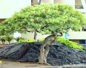 Schefflera arboricola, selten blühender Zwergschirmbaum exotischer Bonsai 25 Samen - Bild 1 von 2