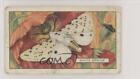 1938 Gallaher Butterflies and Moths Tobacco White Ermine #31 1i3