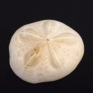Medium 3.5" x 3" Sea Shell White Sand Dollar Beach Home Decor Crafts Wedding - Picture 1 of 9