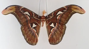 SA25907. Unmounted insect: Attacus atlas. North Vietnam. - Imagen 1 de 3