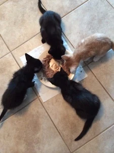 SPONSOR TNR SPAY NEUTER  KITTEN OUTSIDER CAT RESCUE Rec CUTE COLOR PHOTO Donate  - Picture 1 of 1