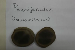 Mazon Creek Fossil Tier Wurm Paucijaculum Samamithion Fossilien Lot X16 - Bild 1 von 6