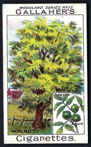 GALLAHER - WOODLAND TREES SERIES - #12 THE WALNUT TREE - Picture 1 of 2