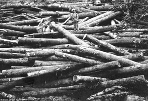 Vintage Fotos von Holzfällern, die große Bäume nur mit Handwerkzeugen fällten - Bild 1 von 1