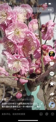 Big Trunk Japanese Plum bossom Caizhiwufen 彩枝舞粉梅老桩盆景 Bonsai 12-15 Years Old - Image 1 of 4