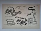Antique Print 1870 Serpents Engraving Rattle Snake Common Viper Cobra