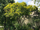 Koelreuteria paniculata | Golden Rain Tree | Pride of India | China Tree | 10 Se