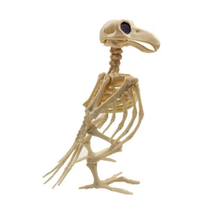 Vogel Krähe Rabe Skelett Knochen Halloween Requisite Tier Horror Party Deko H3G8 - Bild 1 von 12