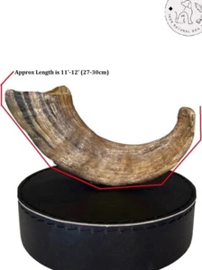 10" Extra Large Icelandic Lamb Horn 100% Natural-Organic Luxury Dog Chew Treat - Picture 1 of 12