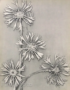 1935 Vintage HURAULT Surreal Solarized Flowers Botanical Photo Gravure Art 12x16 - Picture 1 of 1