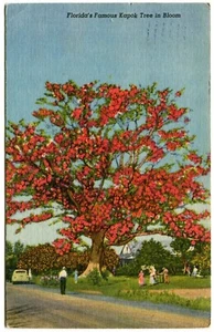Linen Postcard - Florida - Florida's Famous Kapok Tree in Bloom (1958) - Picture 1 of 2