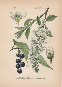 Ciliegio Comune (Prunus Padus) Cromolitografia 1885 Bird Cherry - Bild 1 von 1