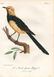 mirlo mirlo África aves pájaro grabado en color grabado Levaillant 1799 - Imagen 1 de 1