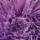 Astra Crallen Parsifal Purple Seeds flowers Annuals Ukraine 0.25 grams