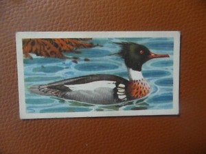  BrookeBond original 1957 tea-card "Bird Portraits"No.43 Red-breasted Merganser 