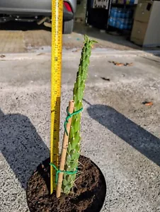 Eve’s Needle Cactus Plant Austrocylindropuntia Subulata ~18 in Fully Rooted - Picture 1 of 1