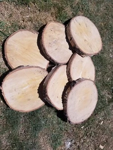 Holzscheibe Birke tolle Optik Baumscheibe Tischplatte ca. 28x3 cm sägerauh - Bild 1 von 4