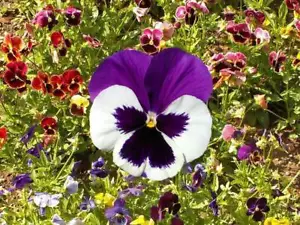 Pansy Swiss Giants Mix Seeds - Viola wittrockiana - B247 - Picture 1 of 1
