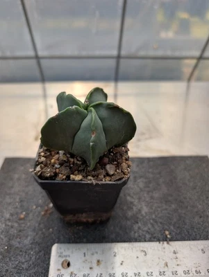 Astrophytum Myriostigma Nudum cultivado a partir de semillas Foto 1 de 3