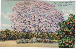Florida Postcard Miami Jacaranda Tree In Full Bloom - Picture 1 of 2