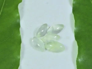 5X12 MM Natural Prehnite Marquise Cabochon Loose Gemstone 5 Pcs Lot a894 - Picture 1 of 9
