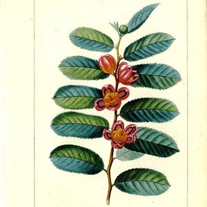 Rare 1816 Turpin Hand-Colored Engraving, Dictionnaire Sciences, SAMYDA Serrulata - Picture 1 of 8