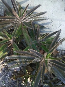 7 Rooted Plants Garden Evergreen Butterflies 3"-7" cactus No Thornes Red Flower - Picture 1 of 11